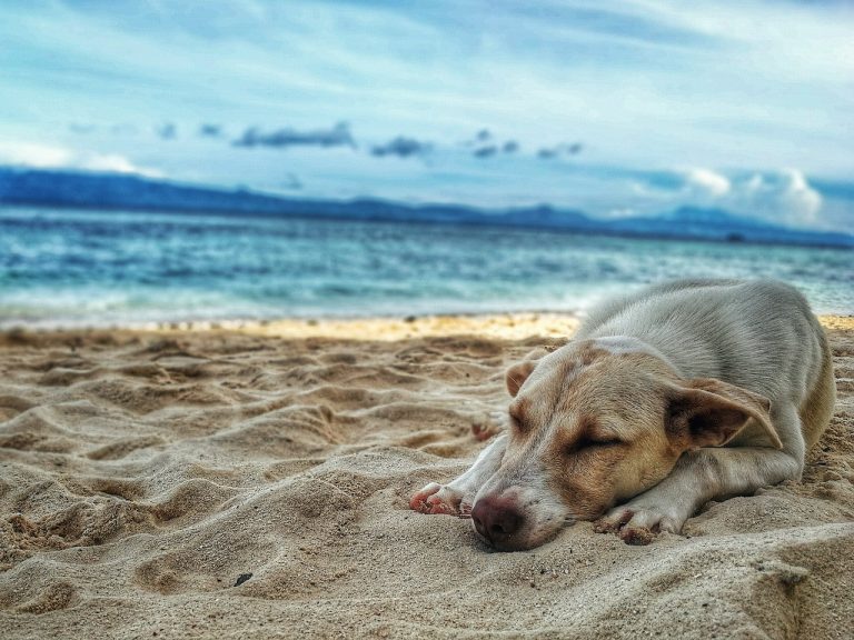 Five Tips for Keeping Your Dog Safe This Summer