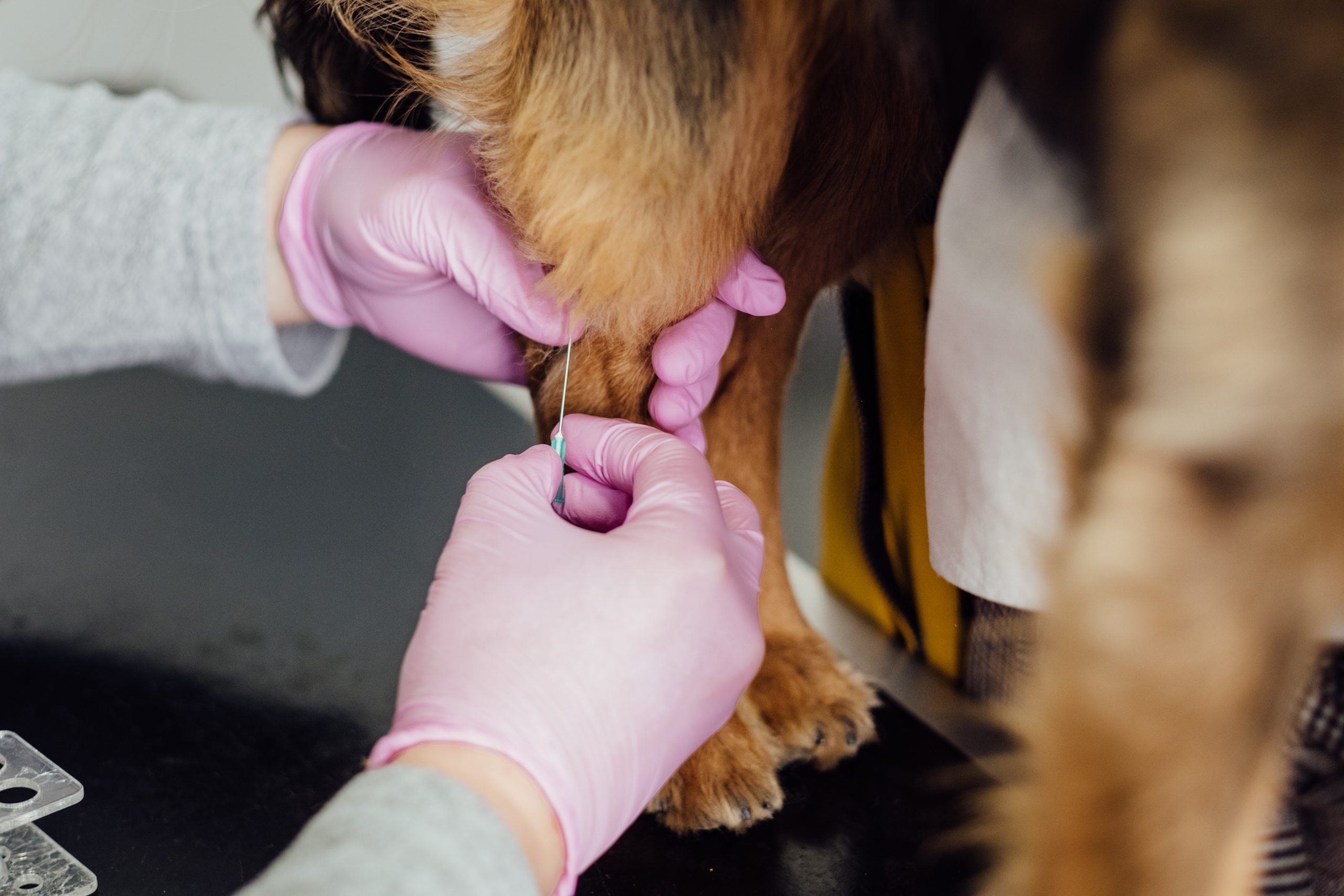 5 Ways Dog Parks Can Benefit Pets