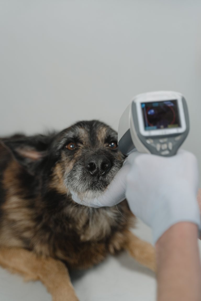The Importance of Cardiac Health in Your Pet