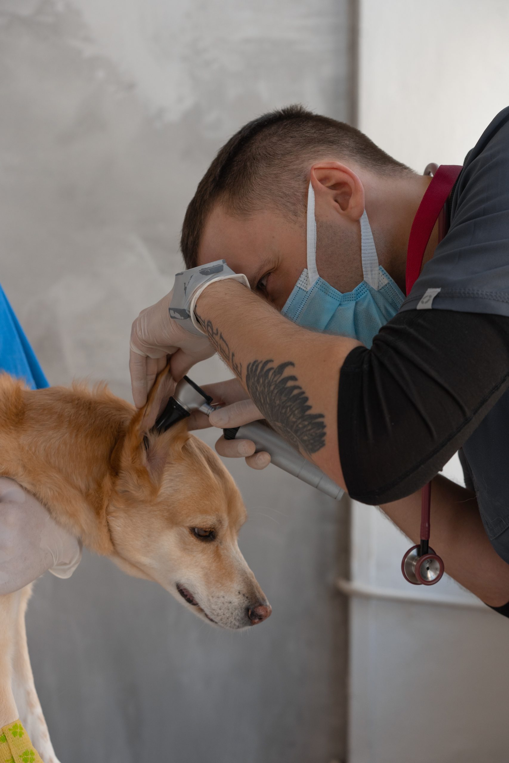 Emergency Tips: Preparing for and Handling Pet Health Crises