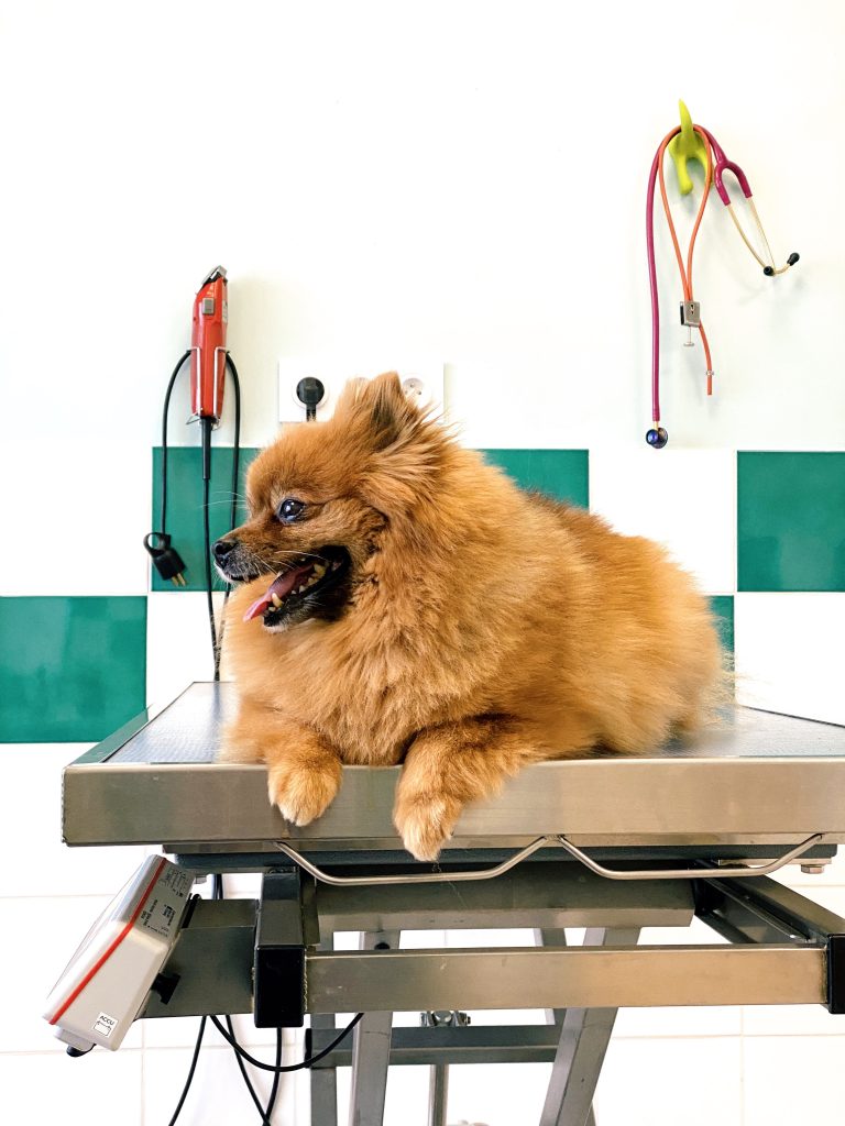Pet Emergency? Find Out Where to Locate Same-Day Veterinarians Near You and Ensure Your Pet Receives Timely Care