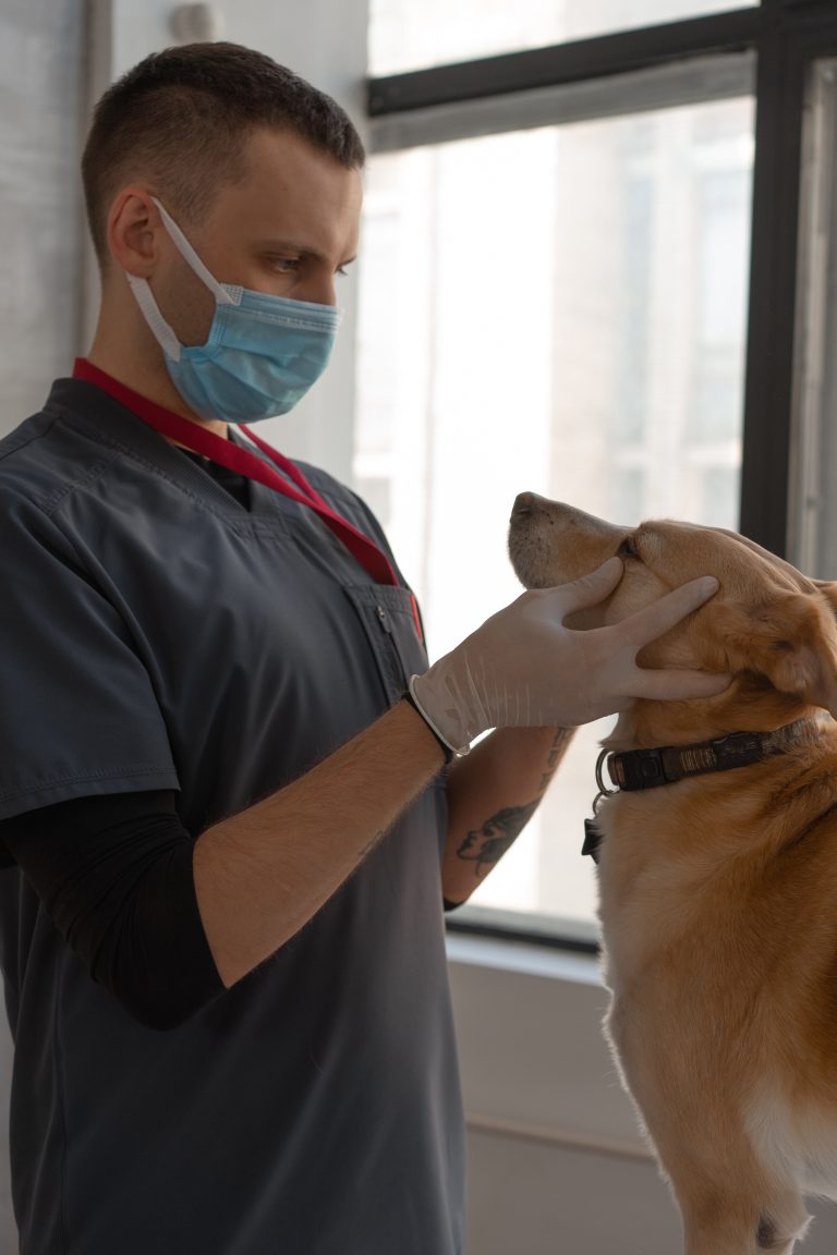 When Should I Consider a Second Opinion for My Pet’s Surgery?