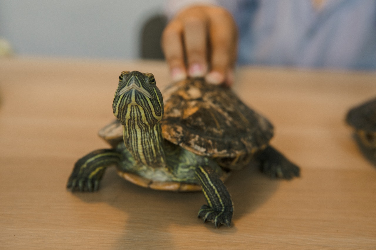 5 Reasons that Make Turtles Great Pets