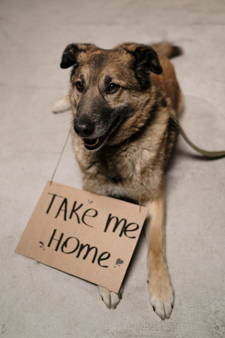 A Complete Guide to Prepare Your Pet for a Successful Dental Surgery
