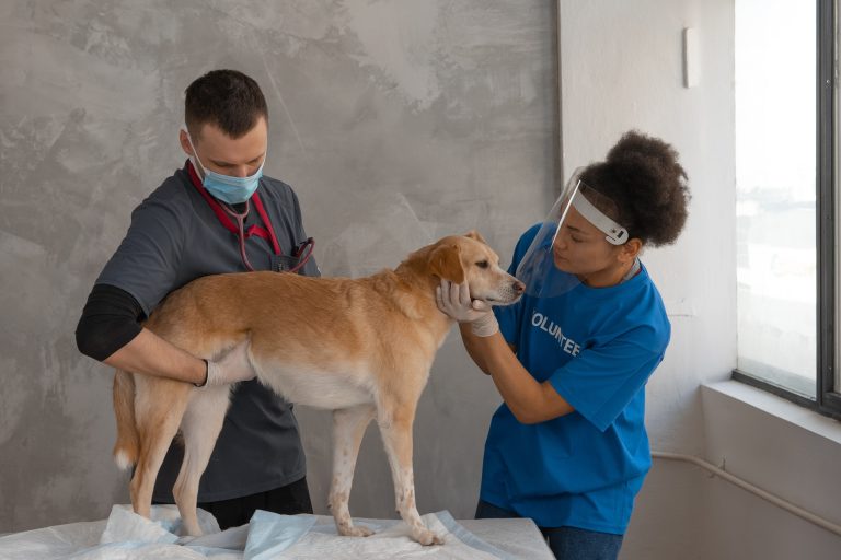Pet Dental Care and Internal Health: The Role of Nutrition