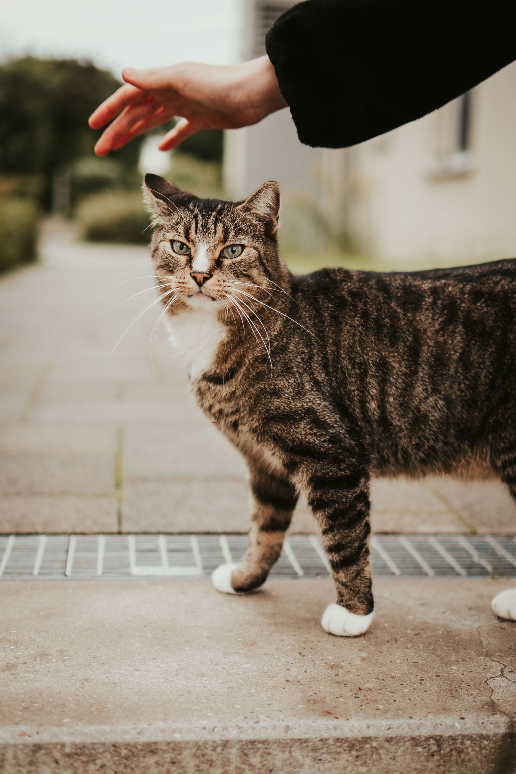 Exotic Pet: Ways to Keep Your Pet Healthy