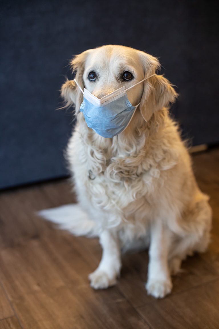 Understanding the Importance of Cat and Dog Vaccinations