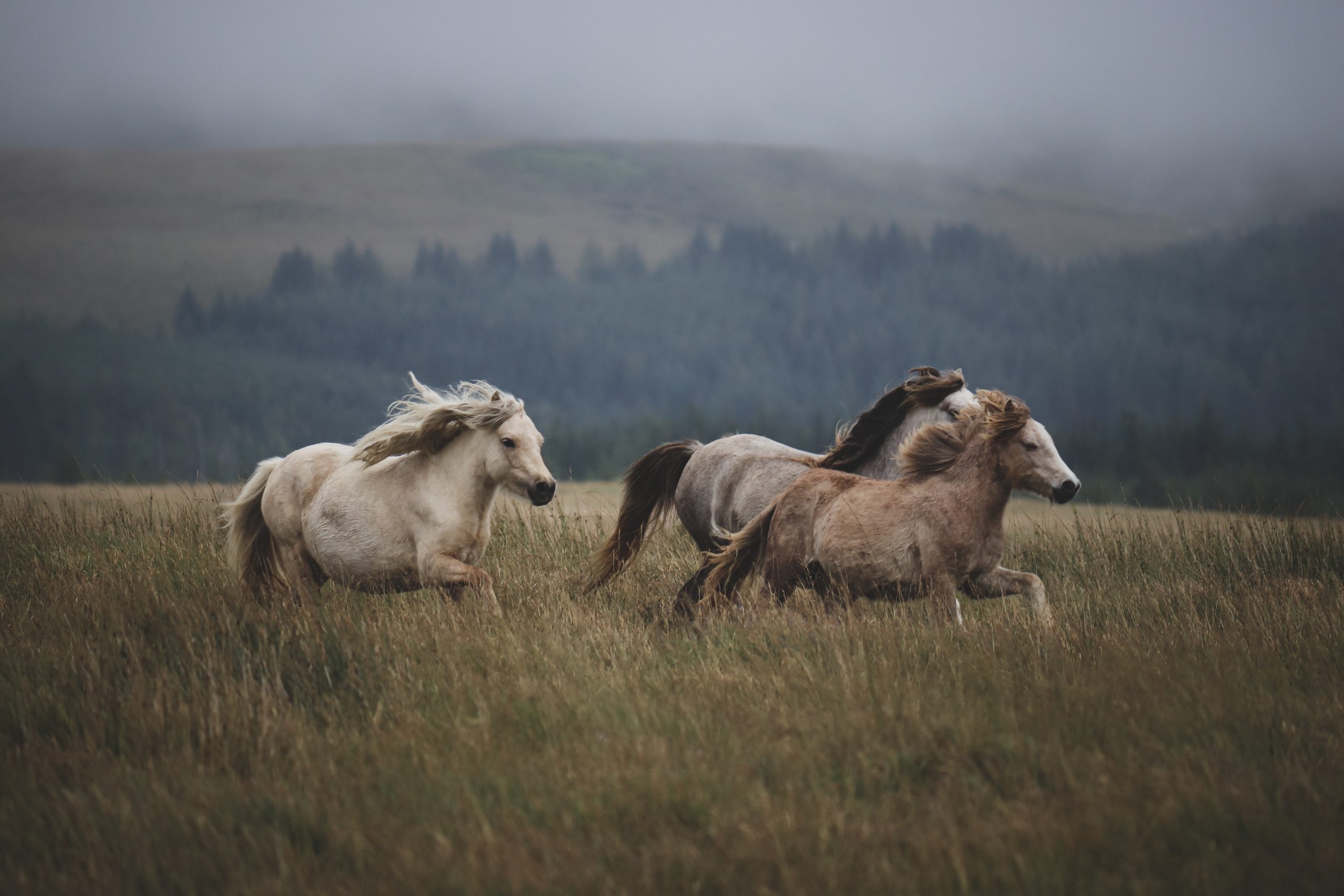 Choosing the Right Equine Veterinarian: Tips and Criteria