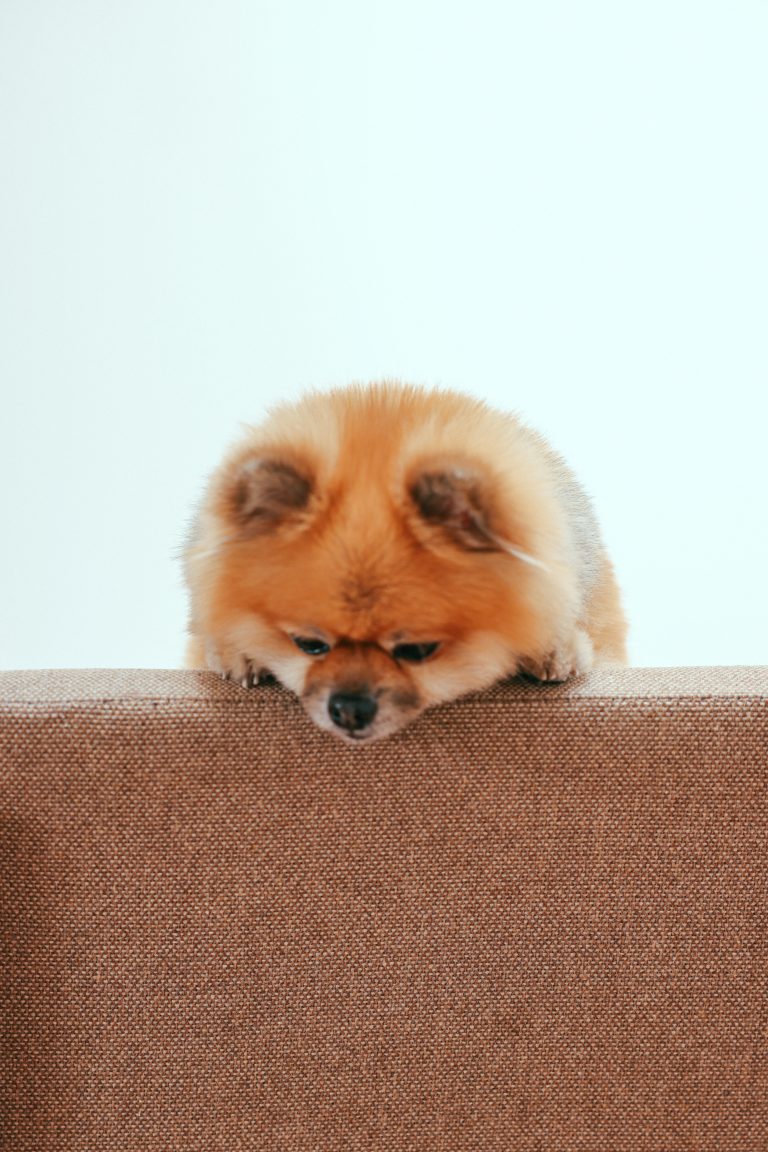 5 Ways to Make Pet Dental Care Easier for You and Your Pet