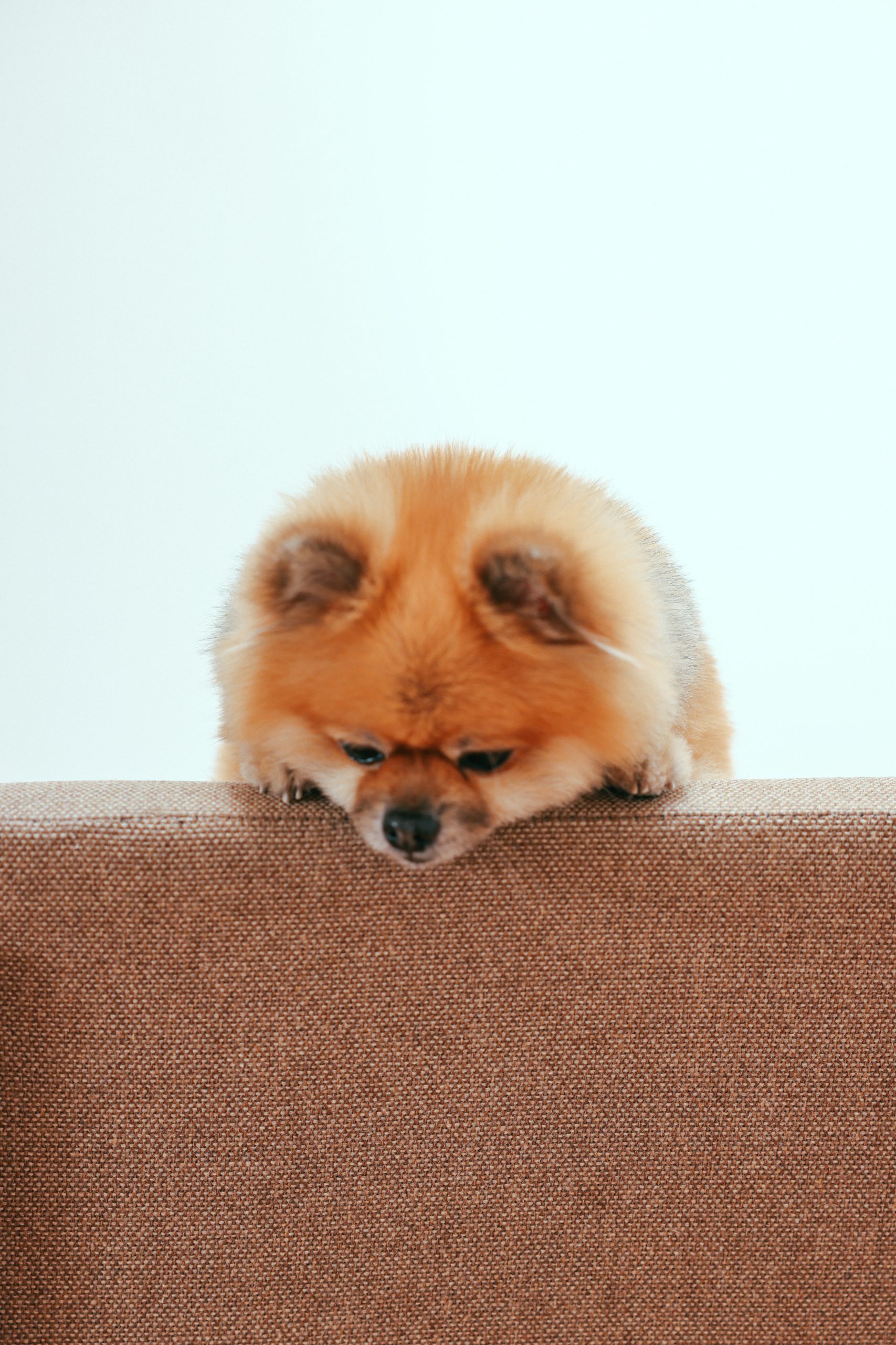 5 Ways to Make Pet Dental Care Easier for You and Your Pet