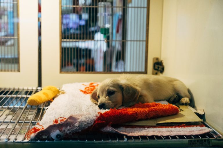 How to Keep Your Pet Healthy with Essential Vaccinations and Parasite Prevention