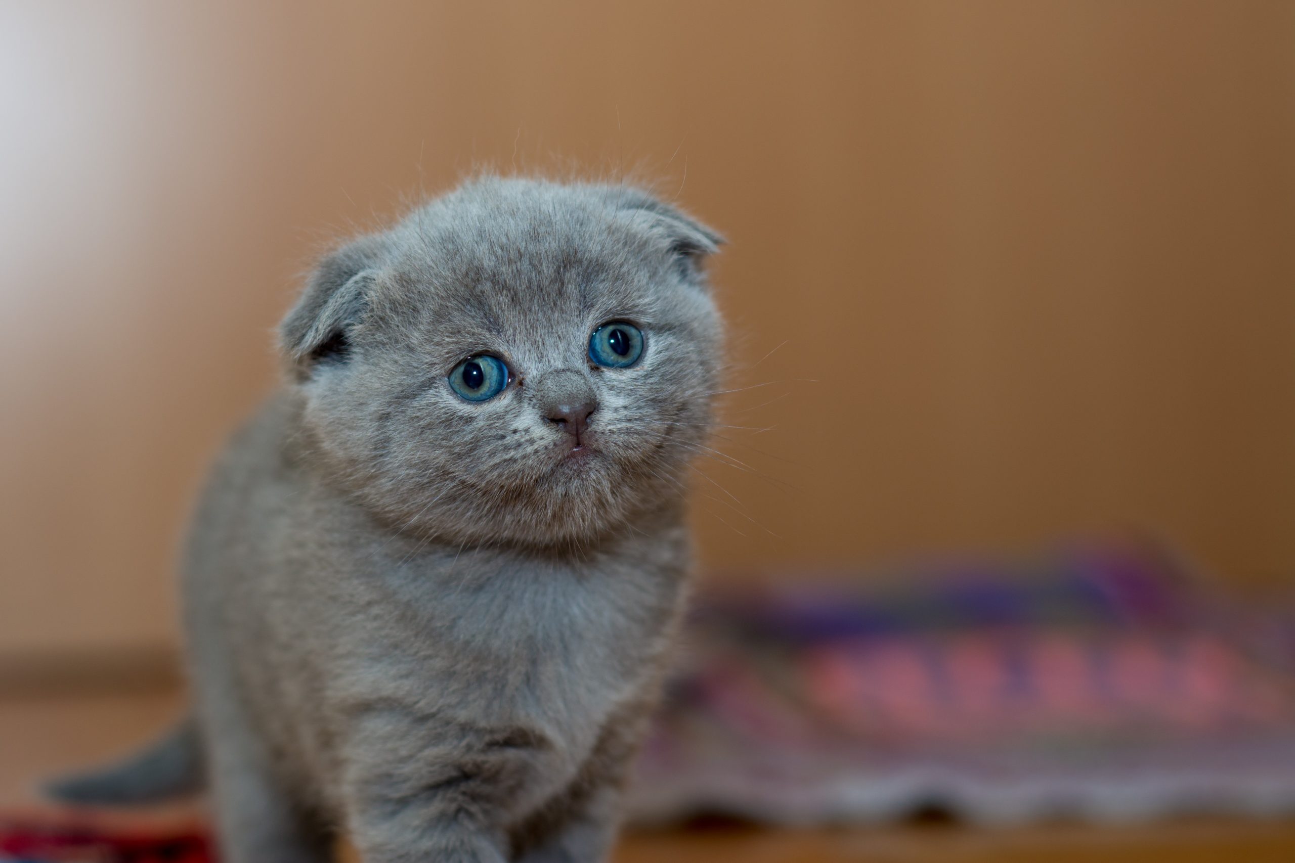 Vet Medical Team: Who Will Be Involved in Your Pet’s Surgery 