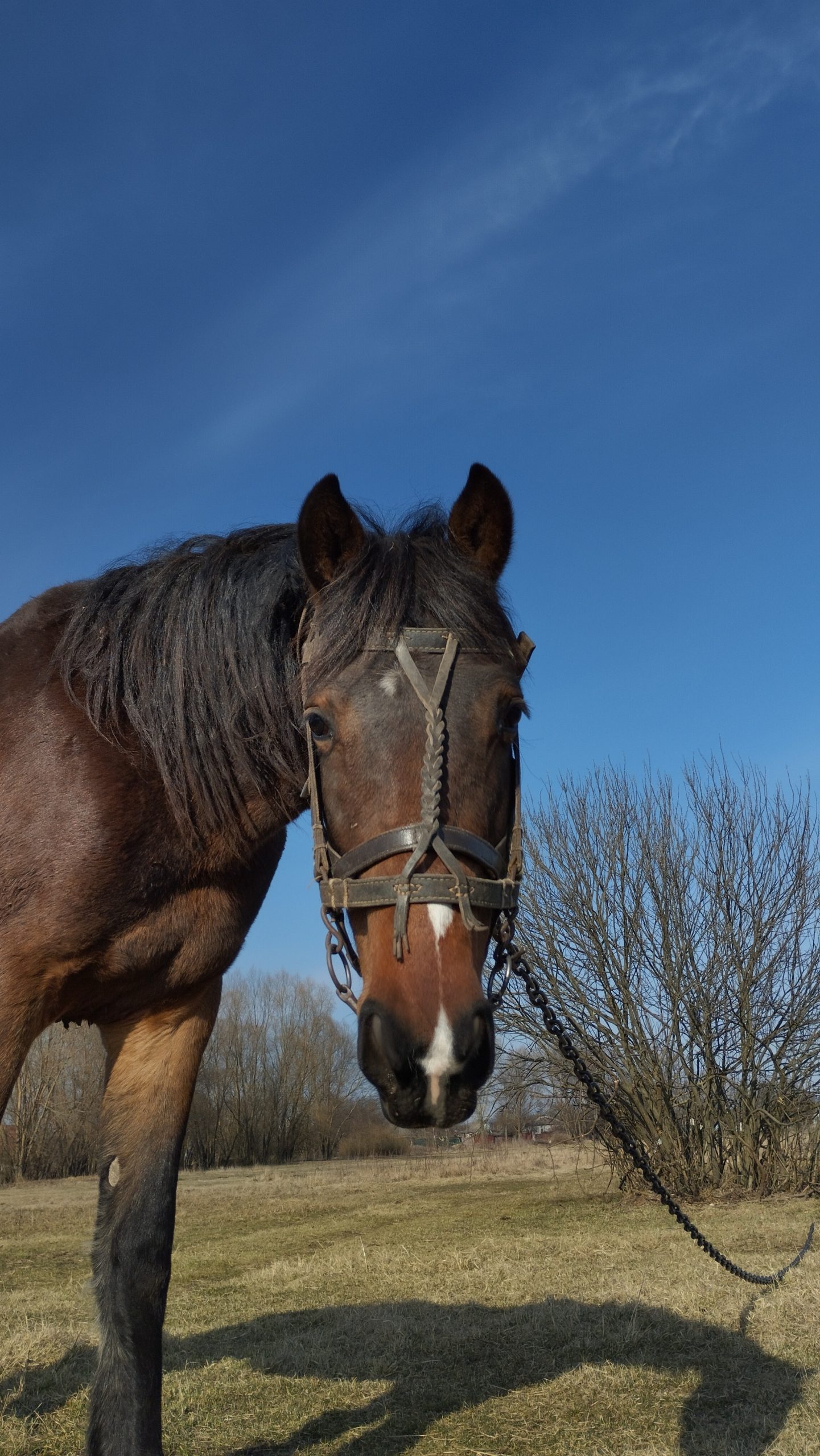 What Sets Thoroughbred Horse Sales Apart from Other Types of Horse Auctions?