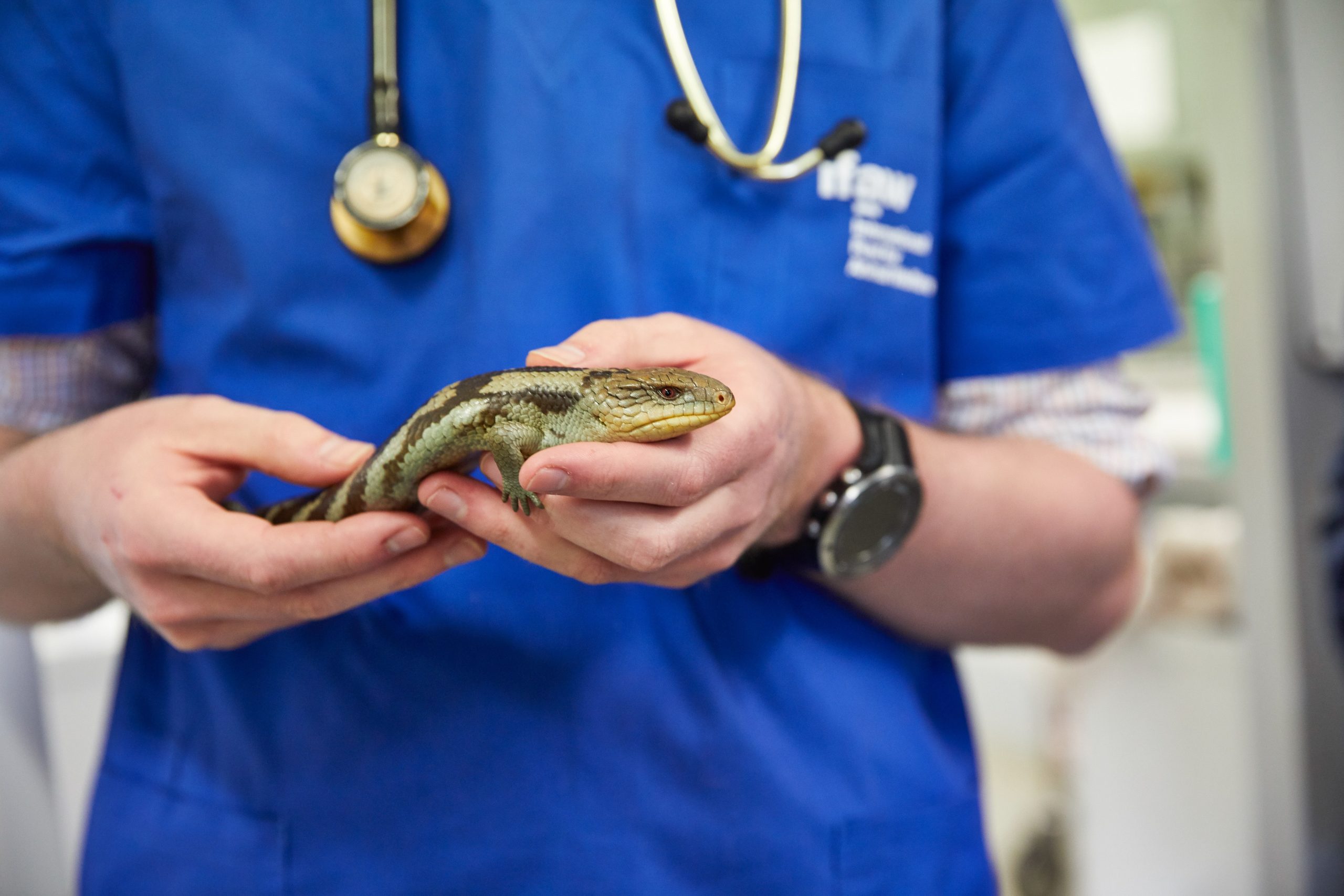 What Are the Signs that My Pet May Need Emergency Vet Care?