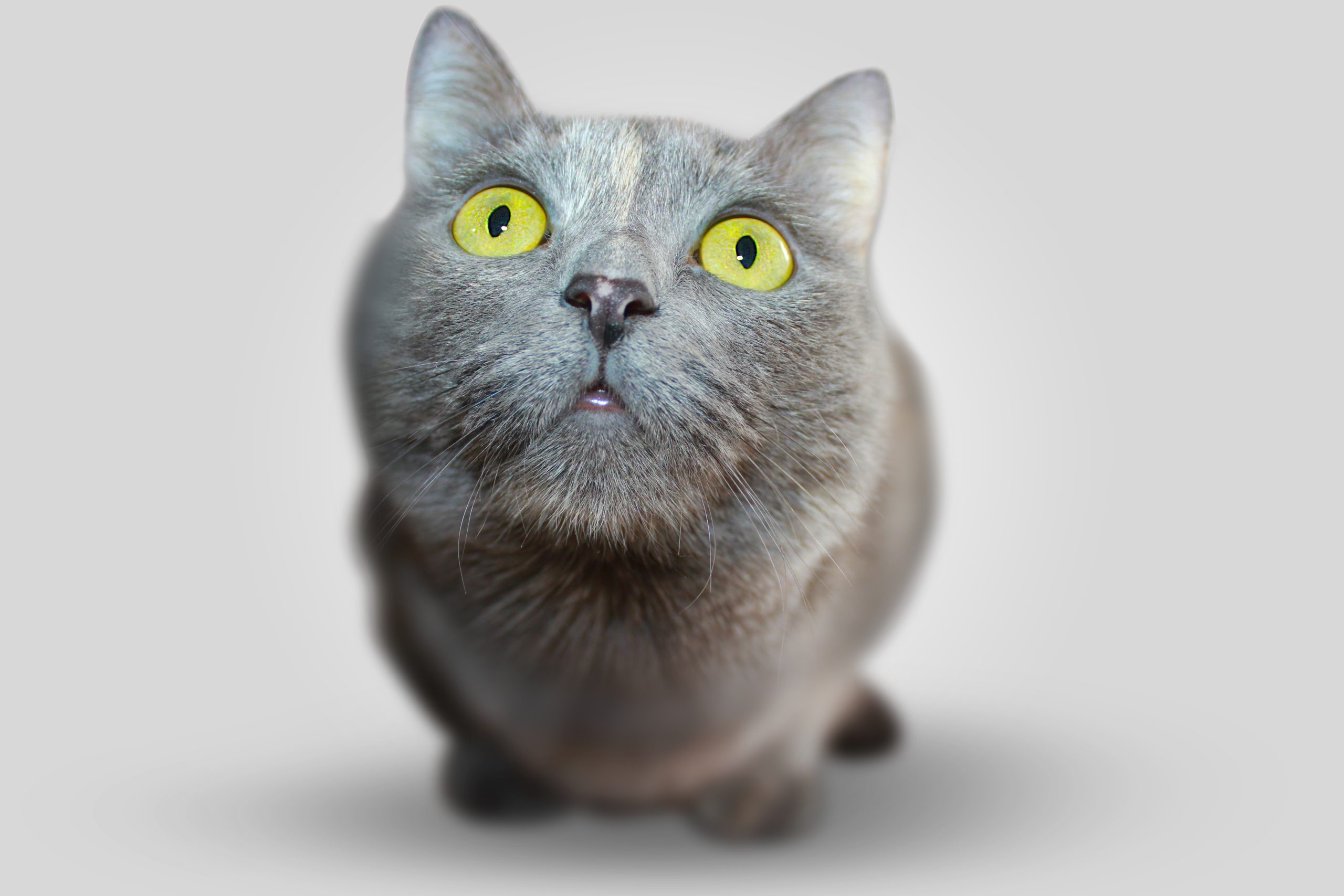 How Does Boarding for Cats and Dogs Ensure Dental Care?